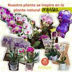 NOVIA4-JPG