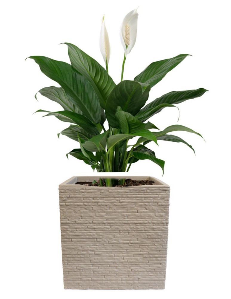 Macetero Decorativo Efecto 3D – Set De 4 Tamaños En 5 Colores, Ideal Para Árboles, Flores, Bonsáis Y Cactus