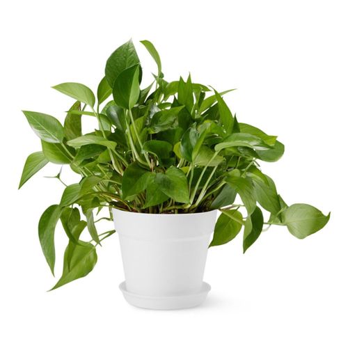 Maceta Amazon Basics de 20 cm blanca con platillo de polipropileno reciclable