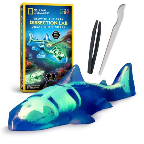 Kit de disección Tiburón Blanco Brillante Blue Marble Anatomía