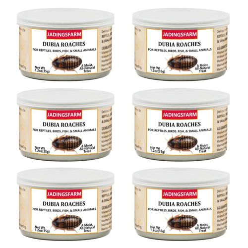 JADINGSFARM Cucarachas Dubia enlatadas 6 unidades 204 g alto contenido de proteína