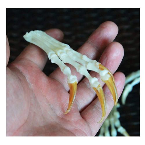 CHARM Wixine Pies de Zorro Articulados en Hueso con Garras – 6 g Taxidermia