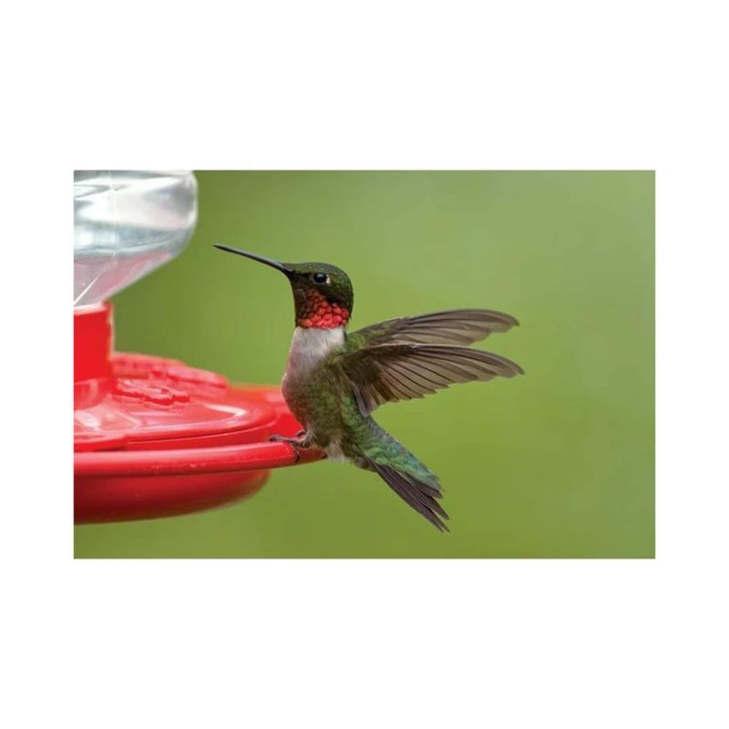 Comedero para colibríes FIRST NATURE 3090 de 946 ml