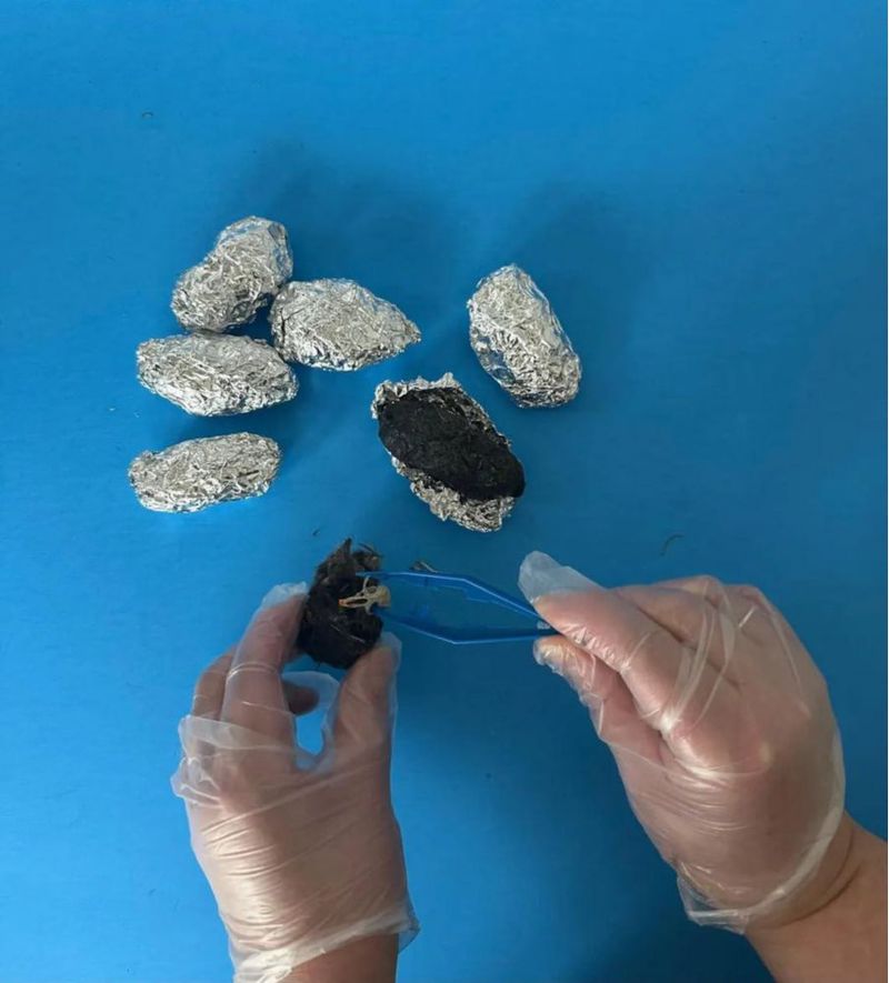 Kit de disección de cápsulas de búho Oregon 4‑5 cm