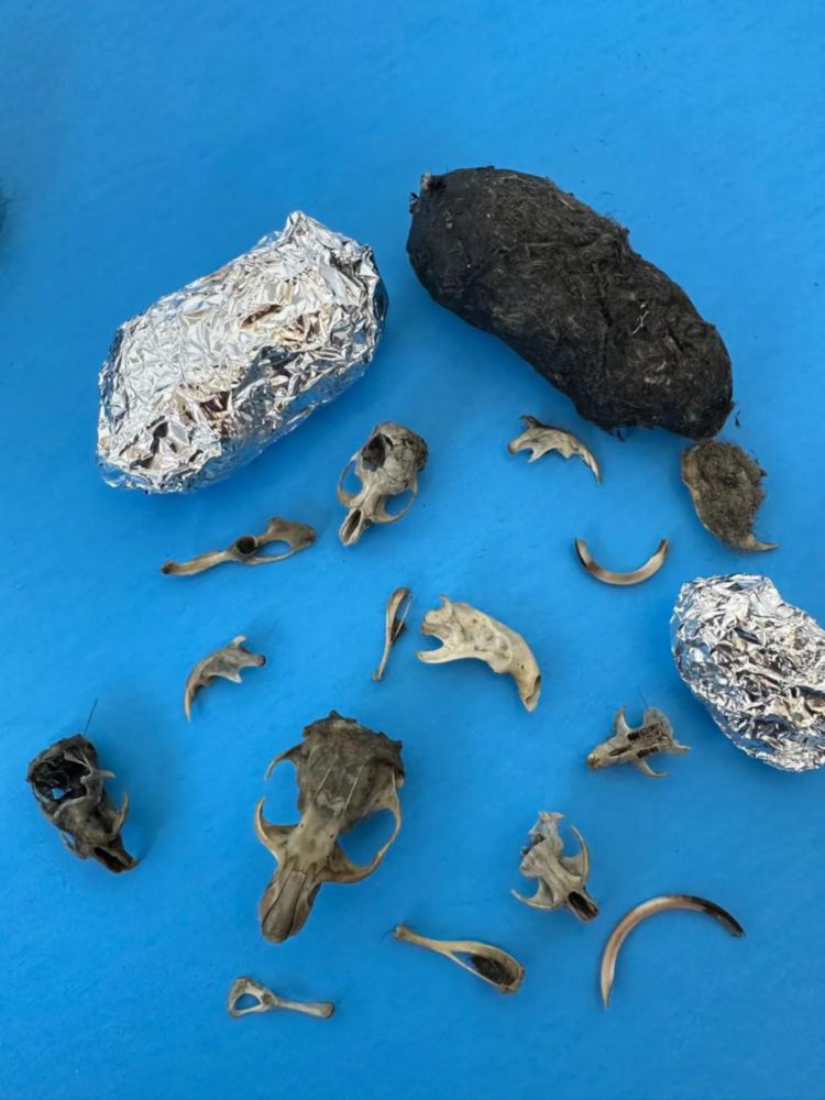 Kit de disección de cápsulas de búho Oregon 4‑5 cm