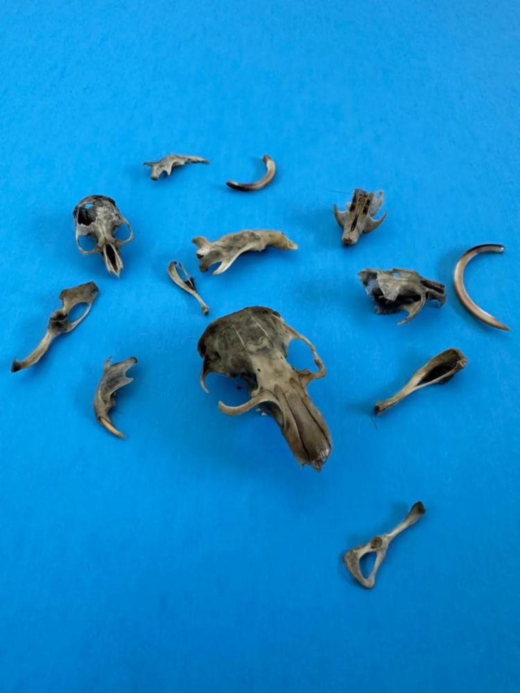 Kit de disección de cápsulas de búho Oregon 4‑5 cm