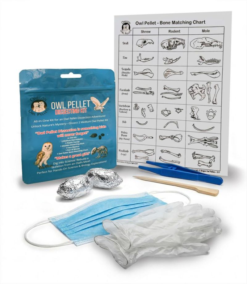 Kit de disección de cápsulas de búho Oregon 4‑5 cm