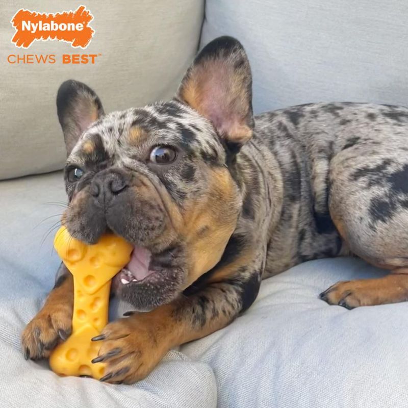 Mordedor Nylabone X-Large sabor a queso