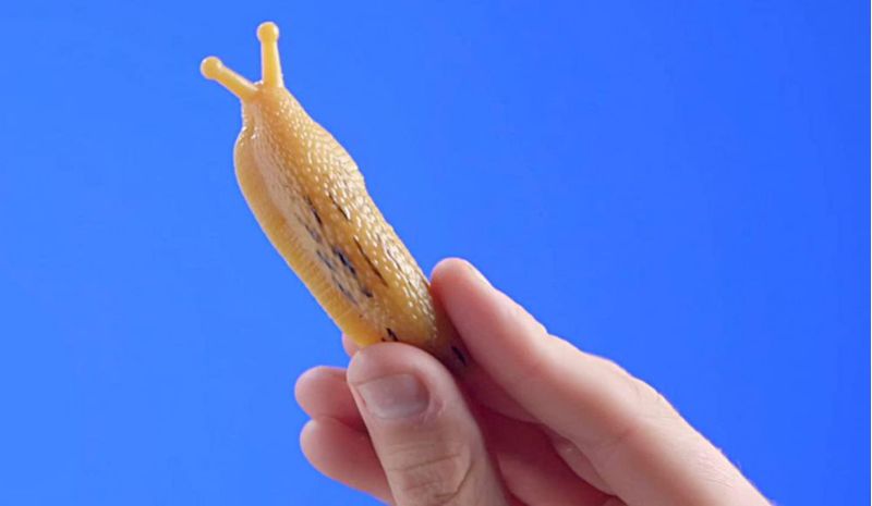 Juego de novedad Play Visions Banana Slugfest – Set de 2 babosas de plátano