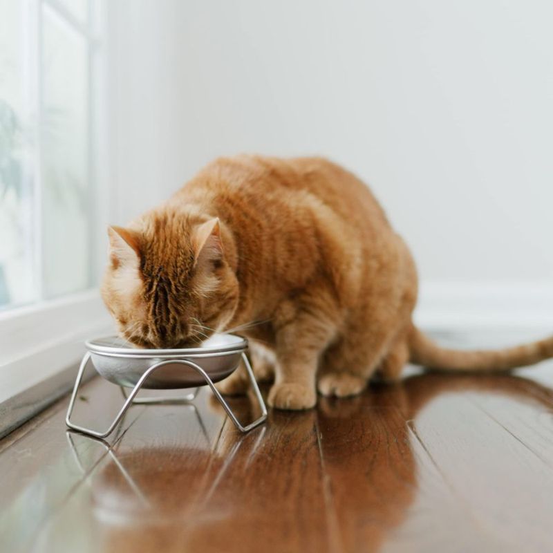 Cuenco para gato Americat Company SS de 16 oz con soporte elevado