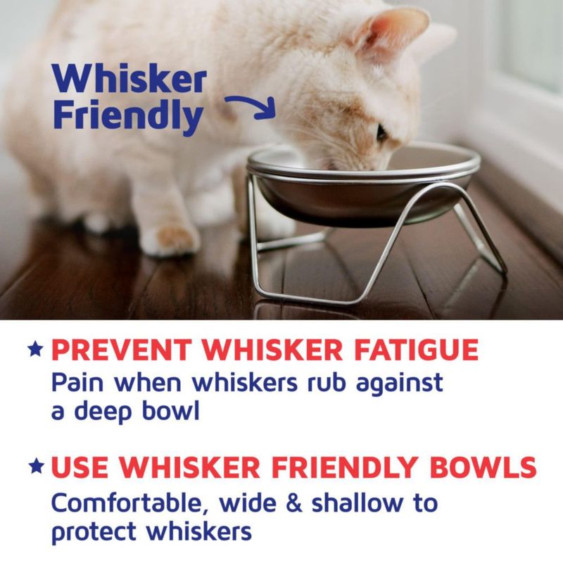 Cuenco para gato Americat Company SS de 16 oz con soporte elevado