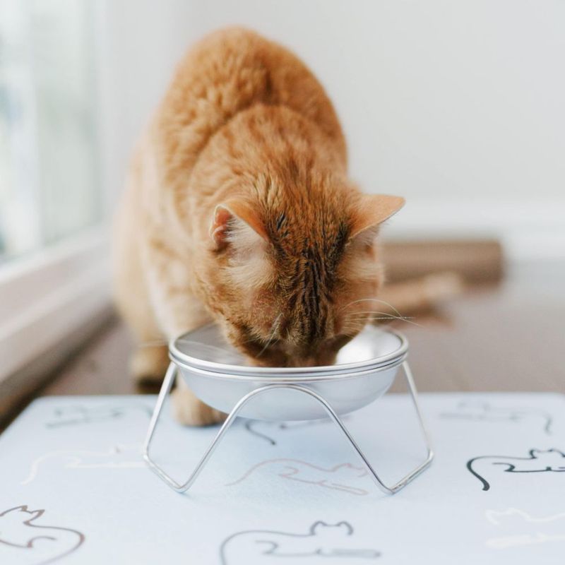 Cuenco para gato Americat Company SS de 16 oz con soporte elevado