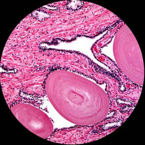Microscopio AmScope 40X-2000X LED con captura USB