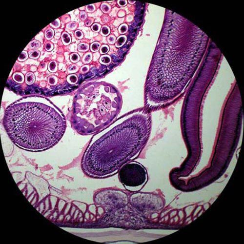 Cámara de Microscopio AmScope 8MP USB 2.0 Foto y Video