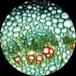 Microscopio AmScope B490B-LED WF10x WF20x