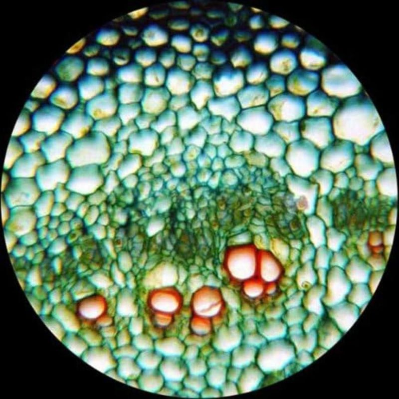 Microscopio AmScope B490B-LED WF10x WF20x