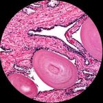 Microscopio AmScope B490B-LED WF10x WF20x