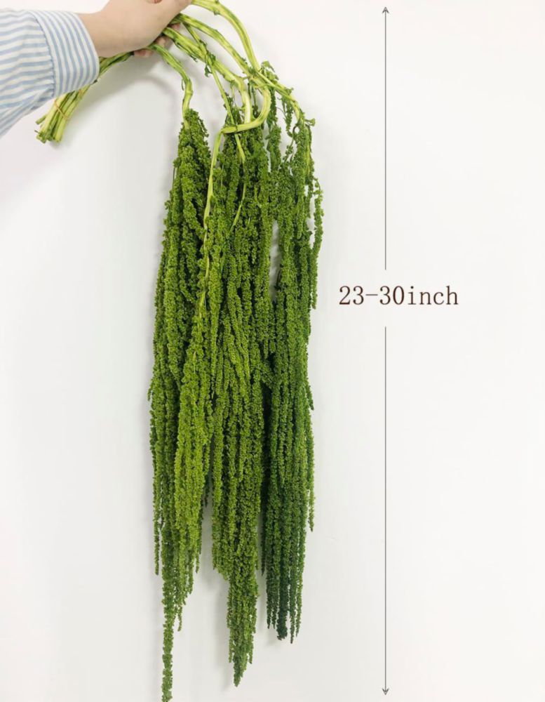 Planta Seca DongArts Amaranthus Verde 58‑81 cm (5 uds)