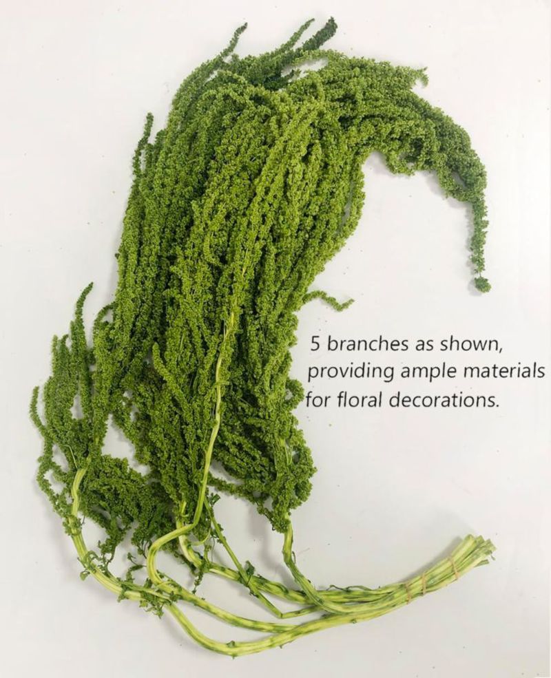 Planta Seca DongArts Amaranthus Verde 58‑81 cm (5 uds)