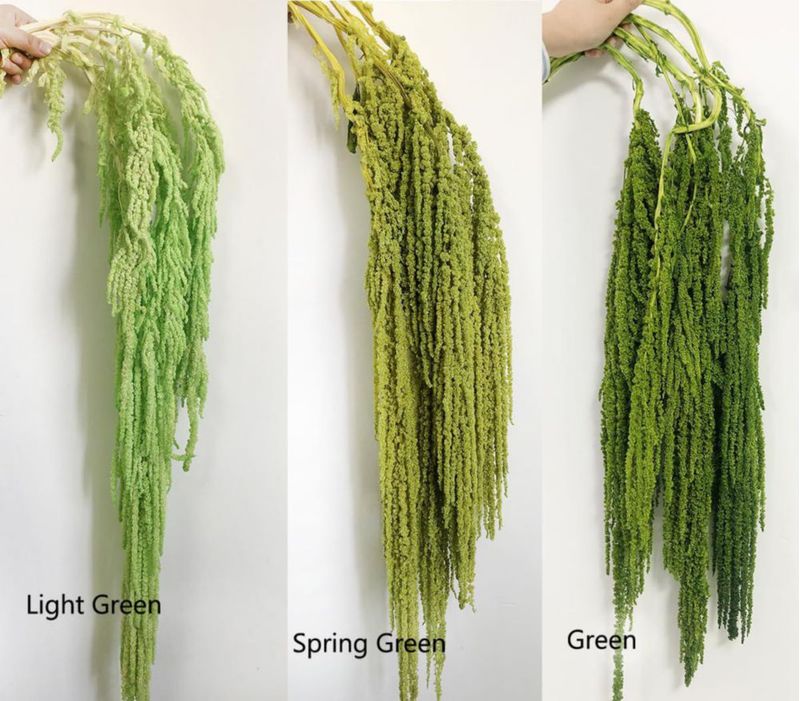 Planta Seca DongArts Amaranthus Verde 58‑81 cm (5 uds)