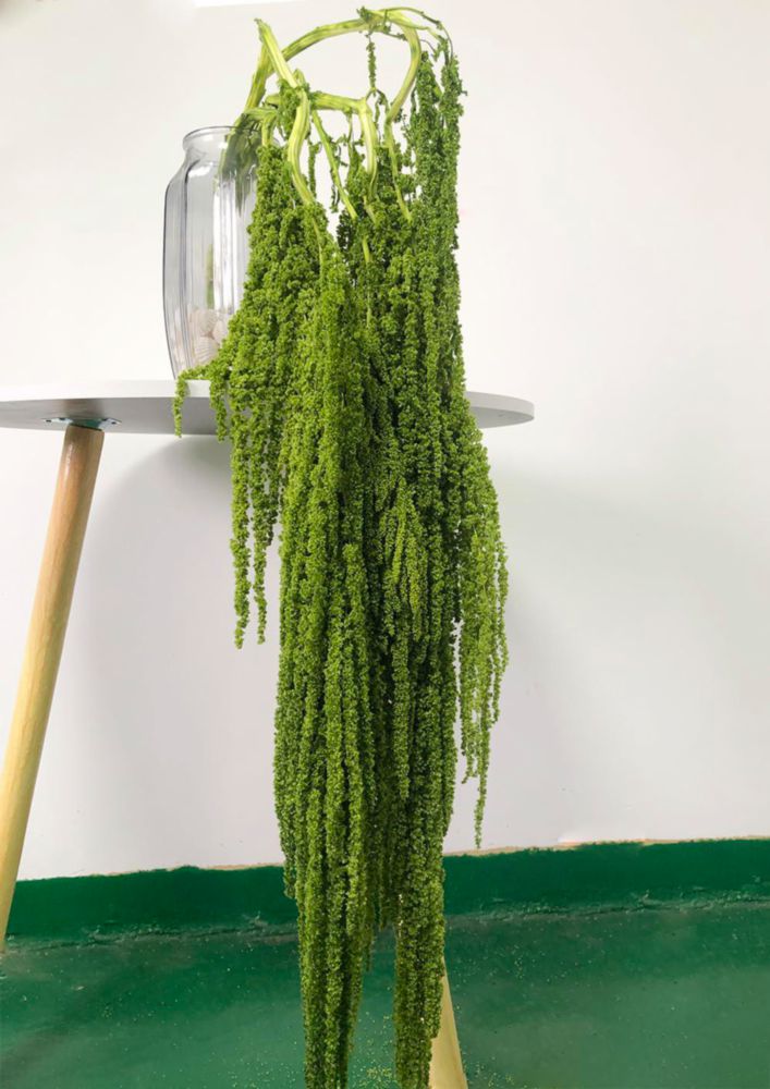 Planta Seca DongArts Amaranthus Verde 58‑81 cm (5 uds)