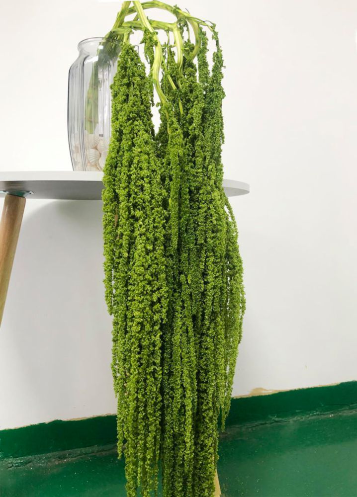 Planta Seca DongArts Amaranthus Verde 58‑81 cm (5 uds)