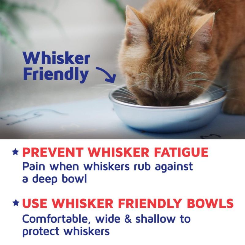 Juego de 6 tazones para gato de 14 cm acero inoxidable – Americat Company