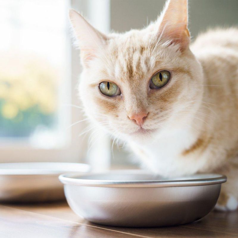 Juego de 6 tazones para gato de 14 cm acero inoxidable – Americat Company