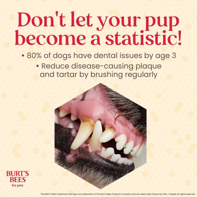 Kit dental para cachorros BURT'S BEES FOR PETS 70 g menta