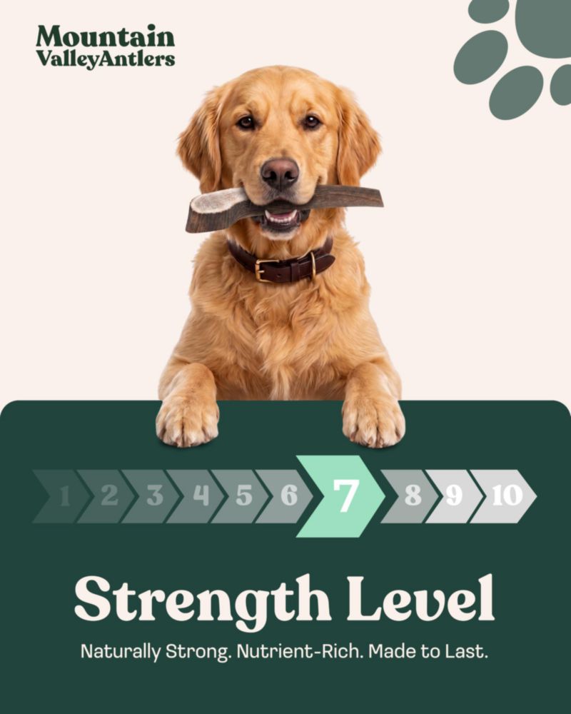 Mordedor de Cornamenta para Perro Mountain Valley Antlers – Tamaño Grande