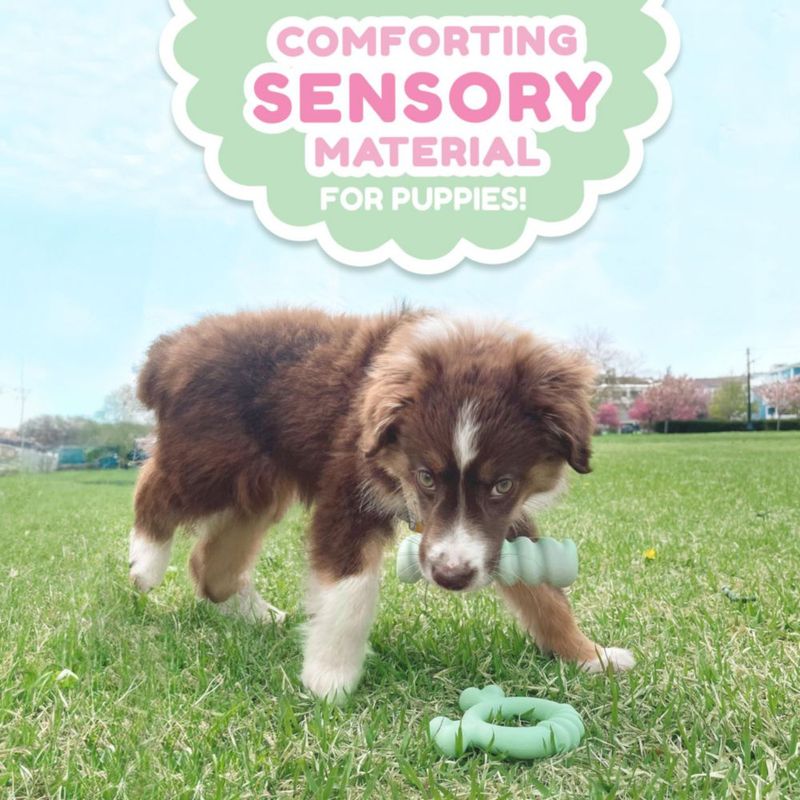 Juguete sensorial Nylabone para cachorro pequeño – Pack de 2