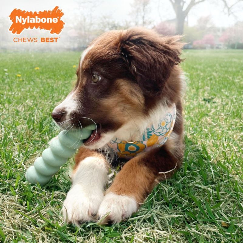 Juguete sensorial Nylabone para cachorro pequeño – Pack de 2