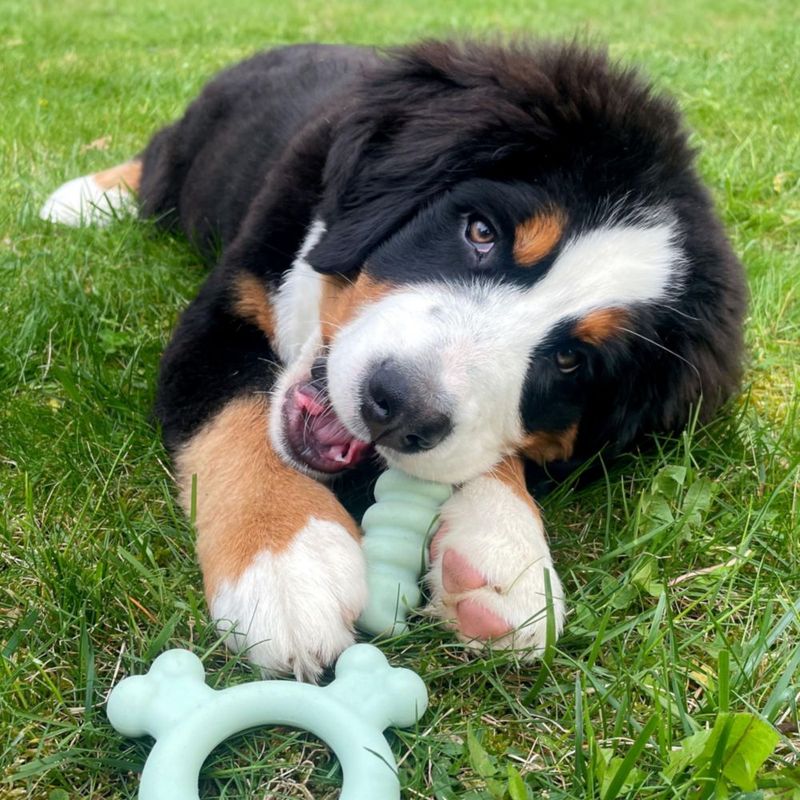 Juguete sensorial Nylabone para cachorro pequeño – Pack de 2