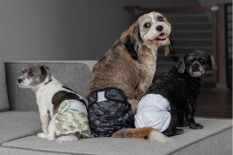 Pañales para Perro Pet Parents L Camuflaje 3 unidades +Extensores
