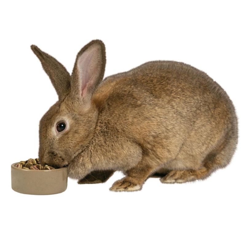 Cuenco para hámster Kaytee 13 cm marrón cerámico