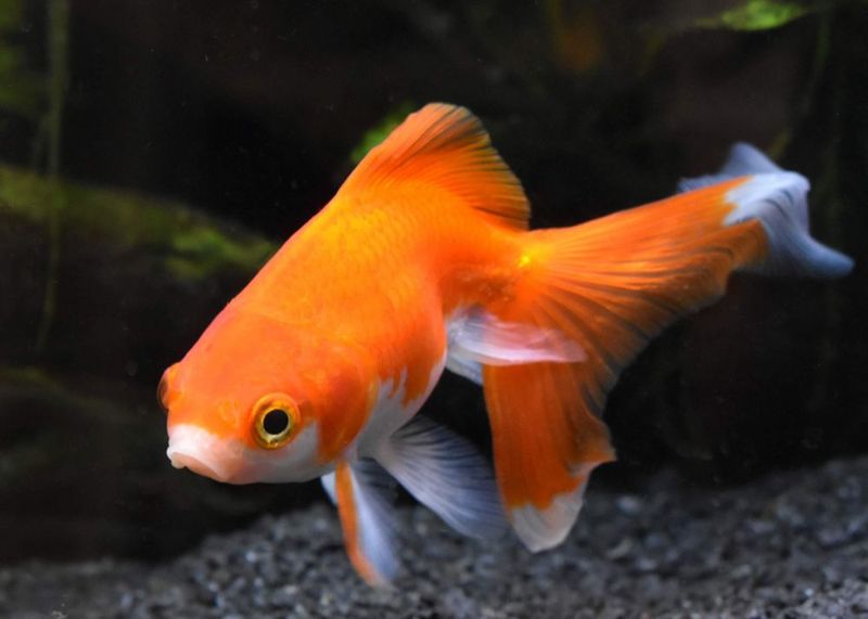 Regulador Alcalino Seachem 1 kg Buffer de pH para Acuario