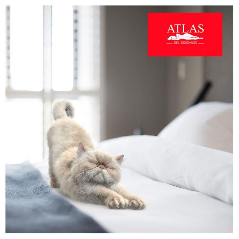 Colchón Matrimonial Atlas Starlight más Pack con 2 Almohadas