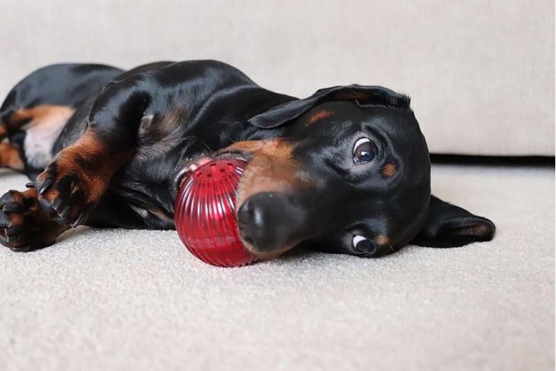 Juguete para perro Pet Qwerks Blinky Babble Ball Grande