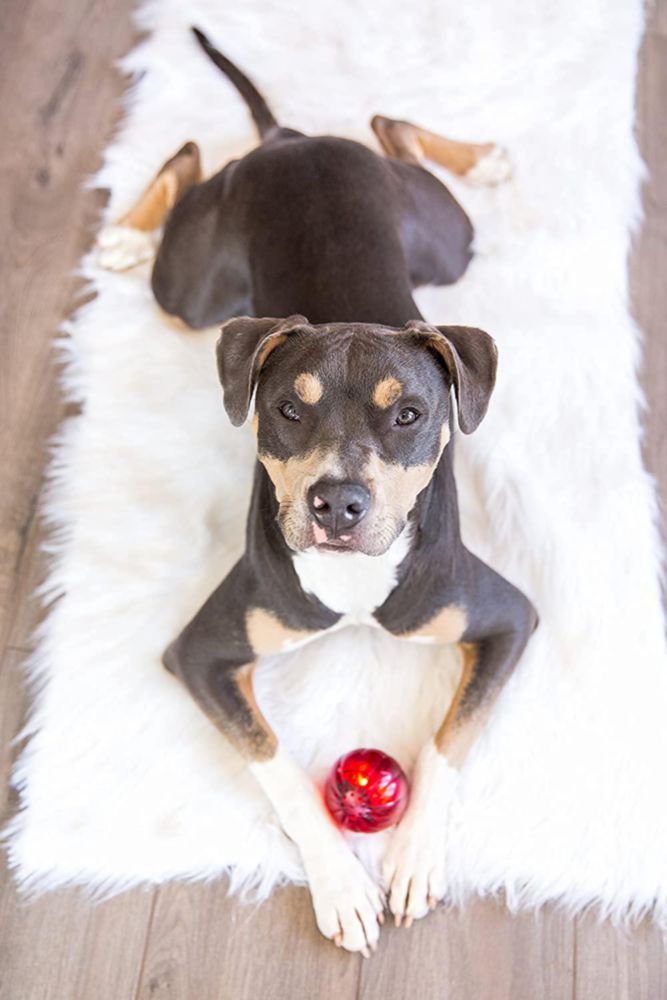 Juguete para perro Pet Qwerks Blinky Babble Ball Grande