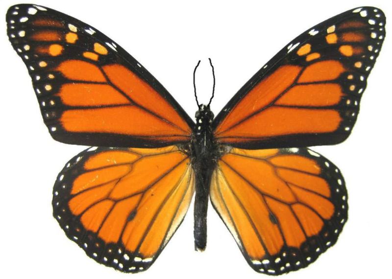 Tatuaje Temporal Mariposa Monarca Utopia 10 cm Pack de 6