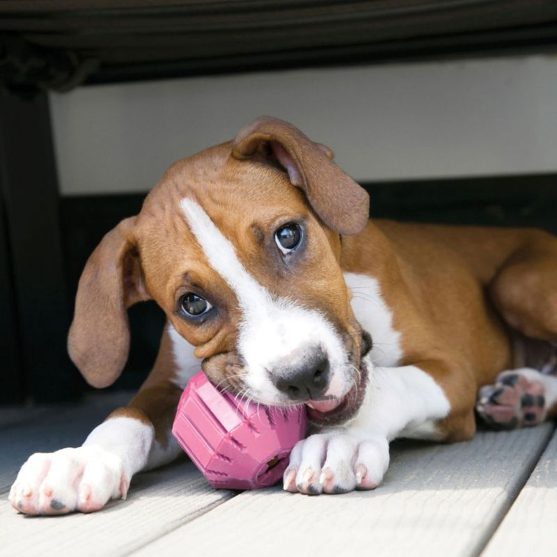 Pelota de actividad KONG para cachorros rosa tamaño medio (7‑16 kg)