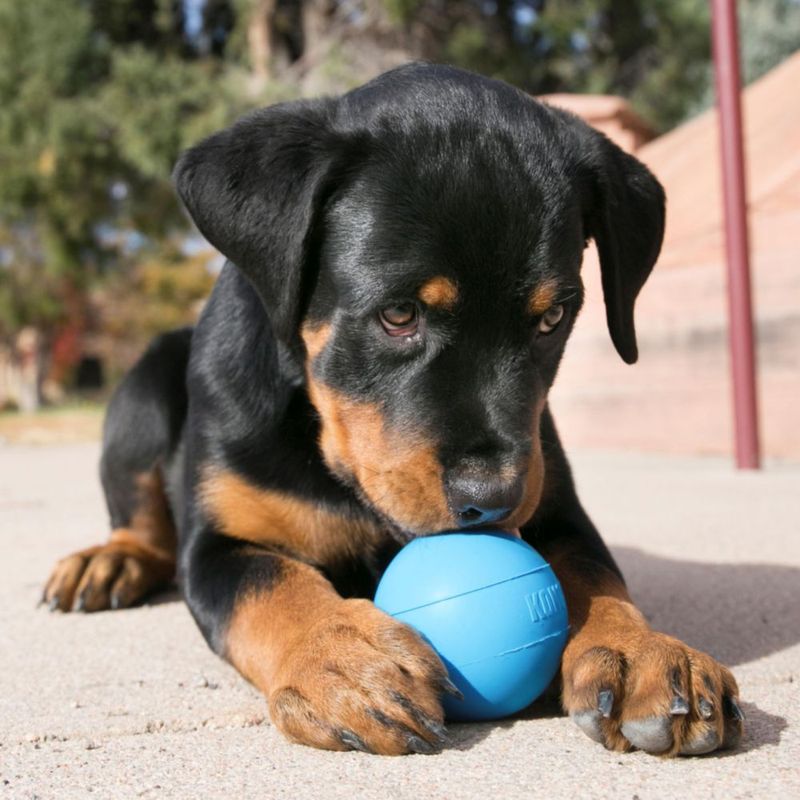 Pelota KONG para cachorros de caucho natural azul con agujero pequeño