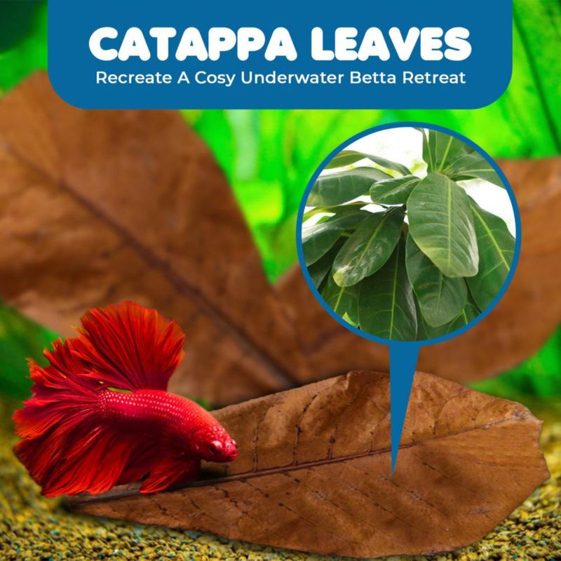 Hojas SunGrow para Betta 10 unidades 10‑18 cm – Condicionador de agua