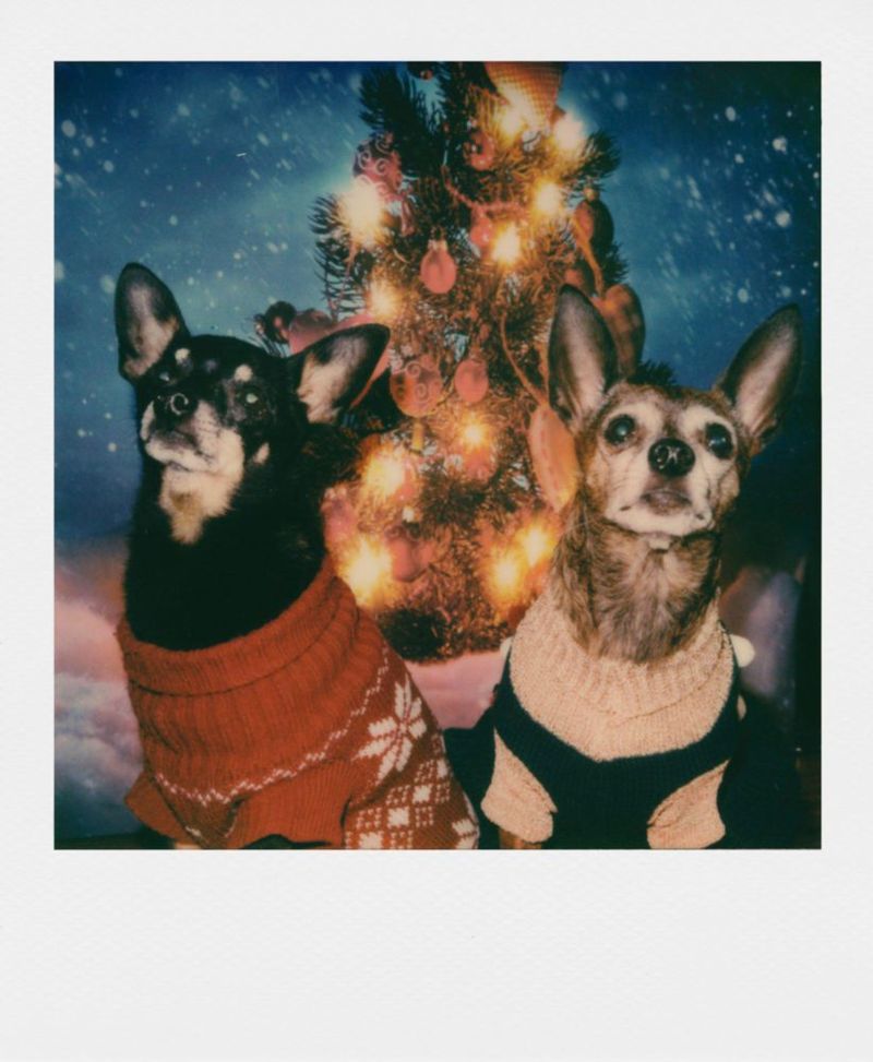 Película Fotográfica Polaroid Color 600 Paquete de 8 Disparos