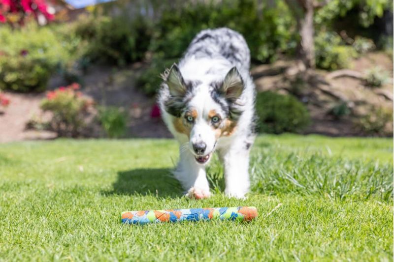Juguete para perro Chuckit! EcoFetch Stick 30 cm (12\")
