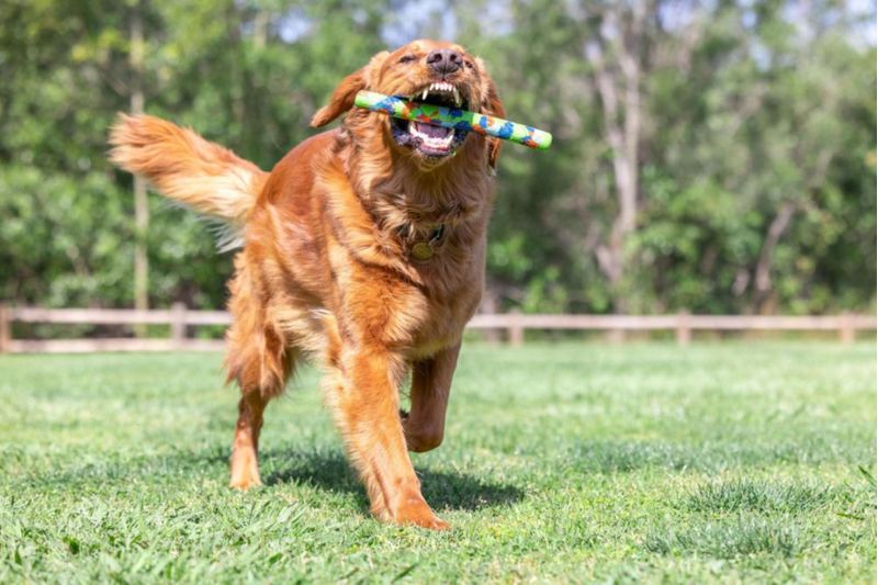 Juguete para perro Chuckit! EcoFetch Stick 30 cm (12\")