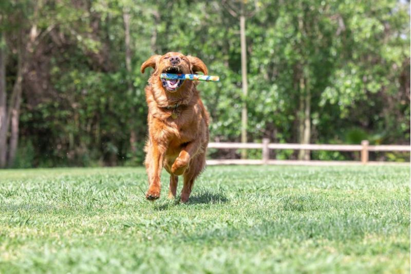 Juguete para perro Chuckit! EcoFetch Stick 30 cm (12\")