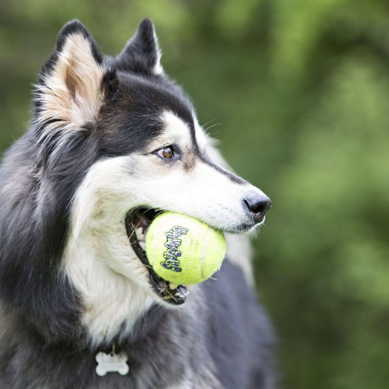 Bolas Squeakair KONG para Perro – Pack de 3 (tamaño mediano)