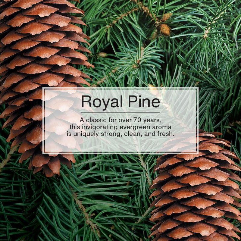 Desodorizador de área Little Trees Royal Pine paquete de 3