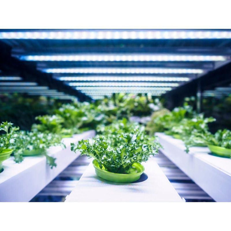 Bombilla LED Feit Electric 54362 PAR38 Grow Flood